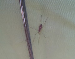 Amphineurus hudsoni