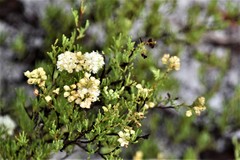 Polygonum dentoceras