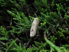 Agriophara colligatella