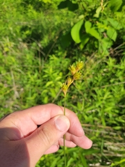 Carex bicknellii