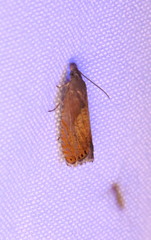 Dichrorampha bittana