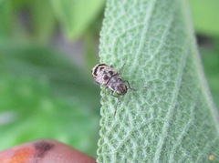 Etnalis spinicollis