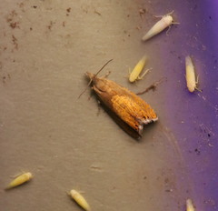 Dichrorampha bittana