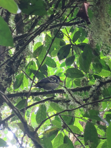Sao Tome Oriole (Oriolus crassirostris), photo 8