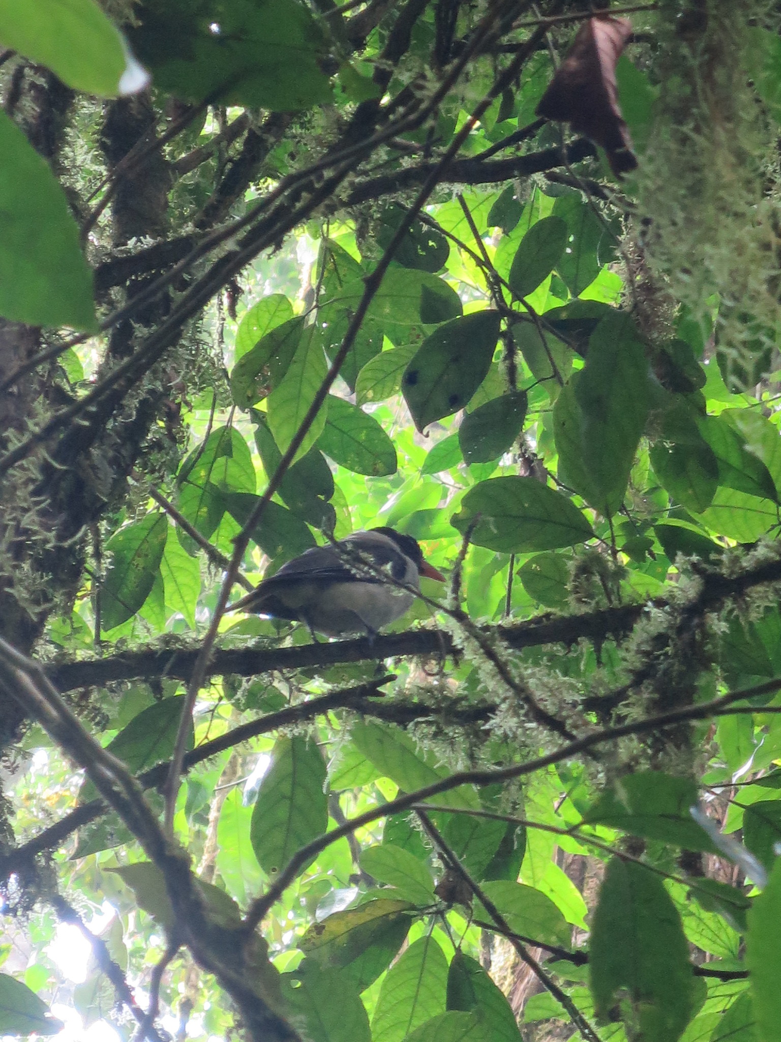 Sao Tome Oriole (Oriolus crassirostris), photo 10