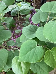Cercis chinensis