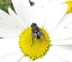 Helophilus hochstetteri