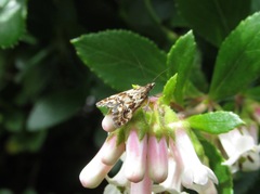 Glaucocharis helioctypa