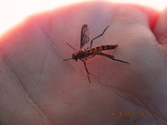 Dialysis fasciventris