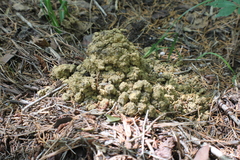 Procambarus barbiger