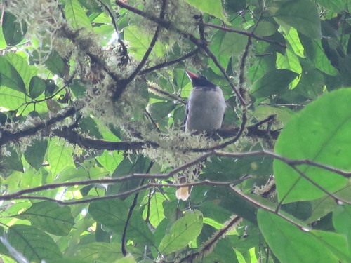 Sao Tome Oriole (Oriolus crassirostris), photo 9