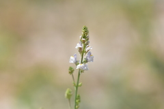 Linaria microsepala