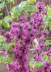 Cercis chinensis