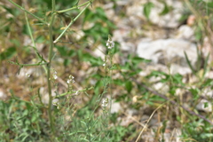 Linaria microsepala