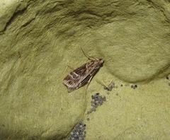 Eudonia melanaegis