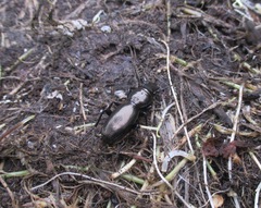 Oregus aereus
