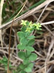 Galium californicum