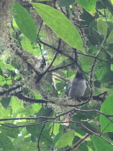 Sao Tome Oriole (Oriolus crassirostris), photo 10