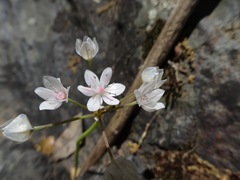 Lophioprason