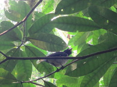 Oriolus crassirostris