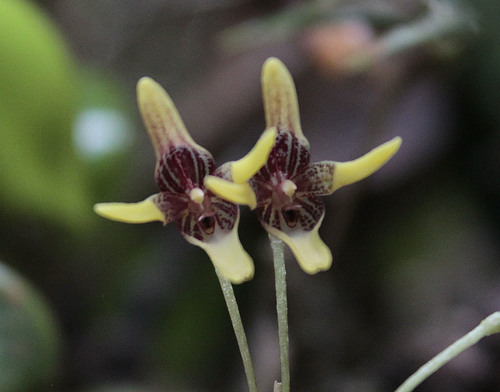 Pleurothallis maitamae photographed in Colombia