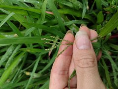 Paspalum paniculatum