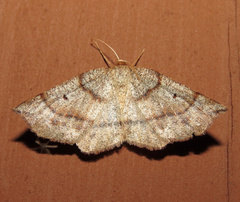 Metarranthis duaria
