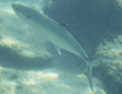 Scomberomorus regalis