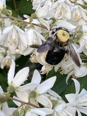 Xylocopa virginica