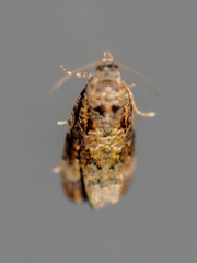 Endothenia oblongana