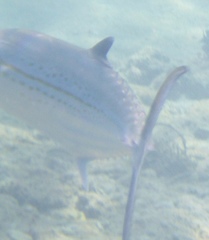 Scomberomorus regalis