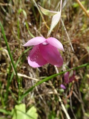 Calochortus amoenus