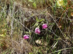 Calochortus amoenus