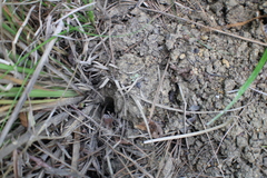 Procambarus barbiger