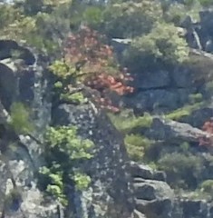 Pistacia terebinthus