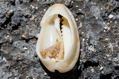 Cypraea erosa observed 2018-06-19