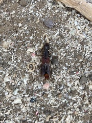 Platydracus cinnamopterus