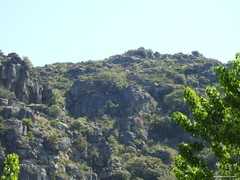 Pistacia terebinthus