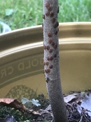 Pulvinaria innumerabilis