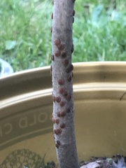 Pulvinaria innumerabilis