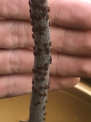 Pulvinaria innumerabilis