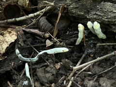 Xylaria cornu-damae