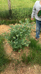 Baptisia nuttalliana