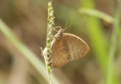 Godartiana muscosa