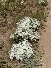 Leptosiphon floribundus