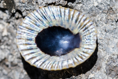 Cellana sandwicensis