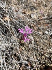 Clarkia concinna