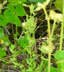Lysimachia linum-stellatum