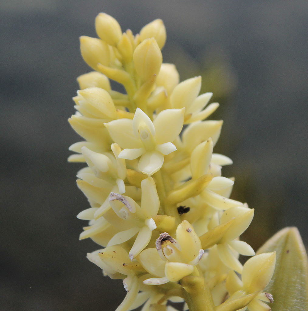 Epidendrum xylostachyum