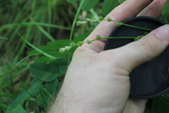 Carex tribuloides sangamonensis
